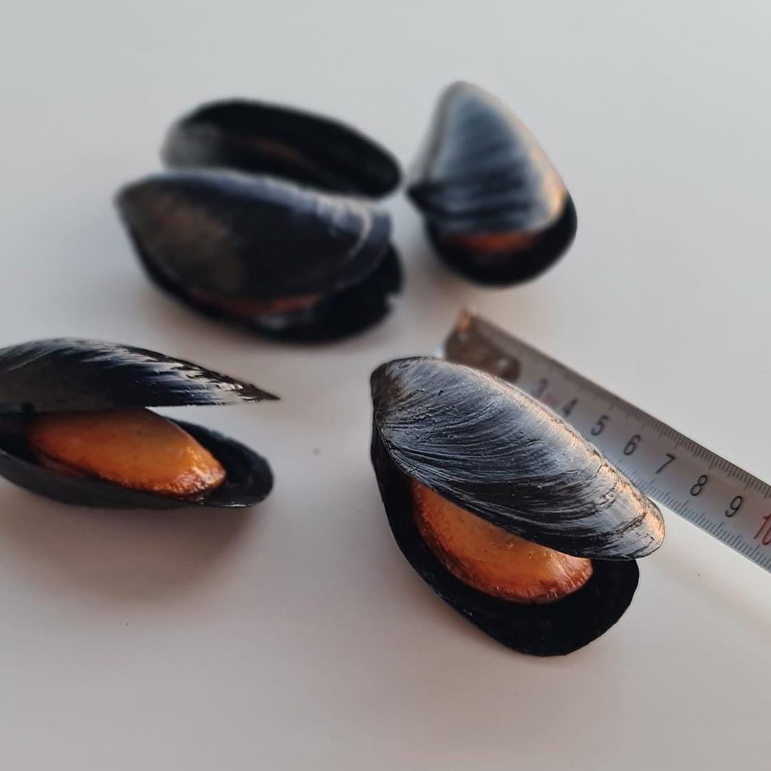 Seafood & Fish Display Props