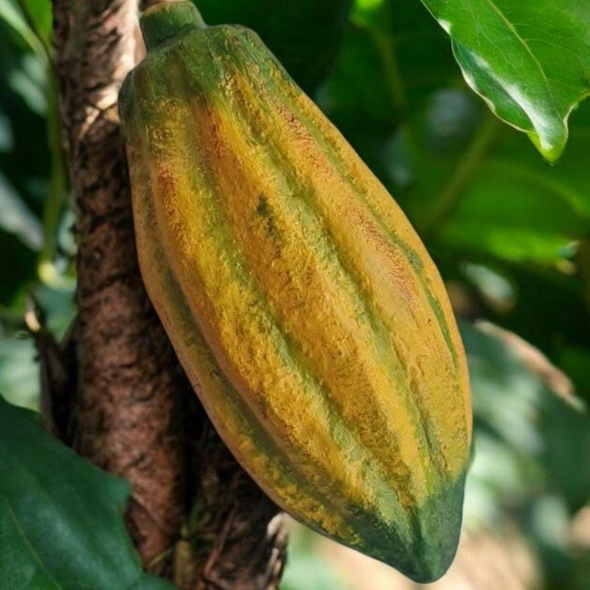 Realistic Fake Cocoa Pod: Tropical Decor, Chocolate Prop