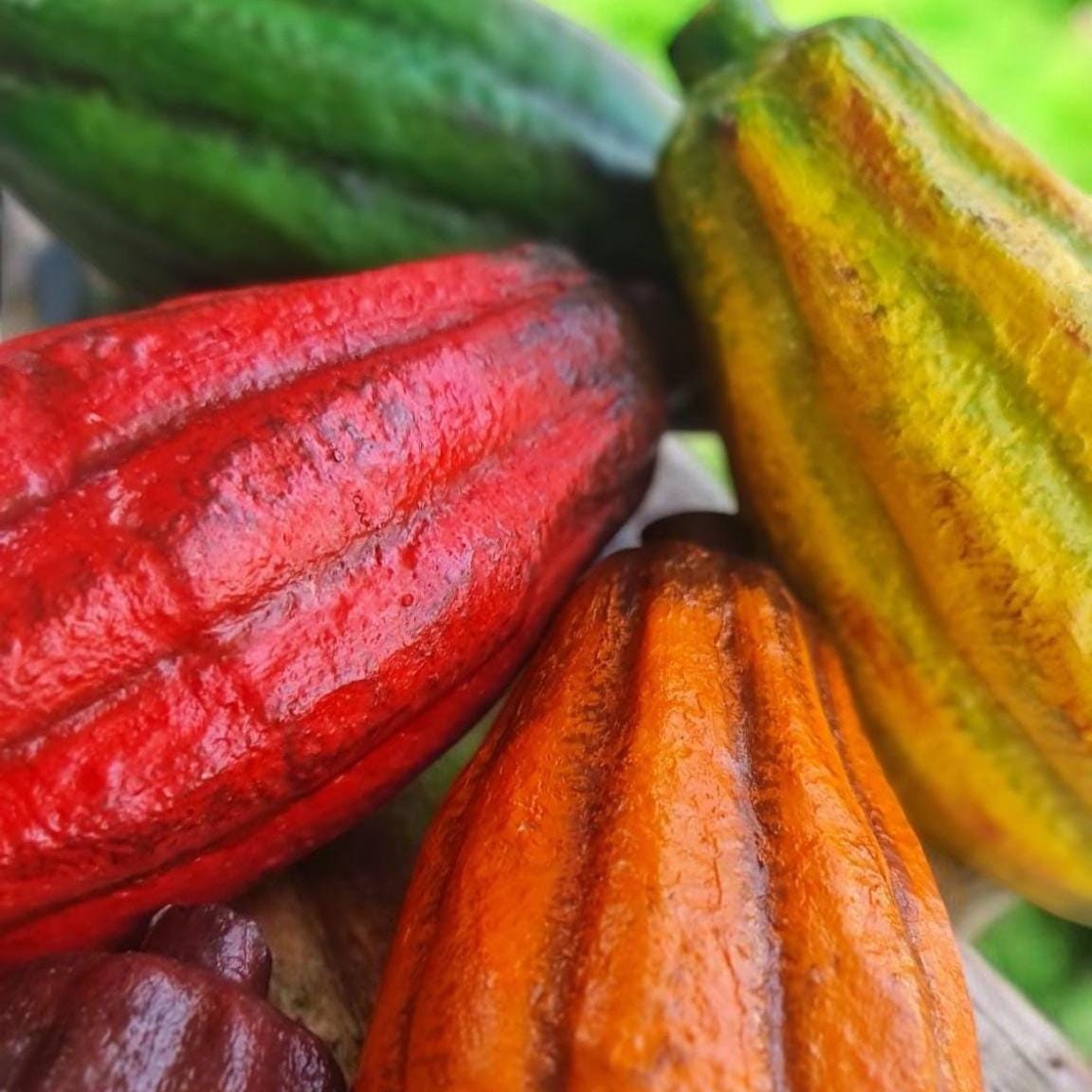 Realistic Fake Cocoa Pod: Tropical Decor, Chocolate Prop