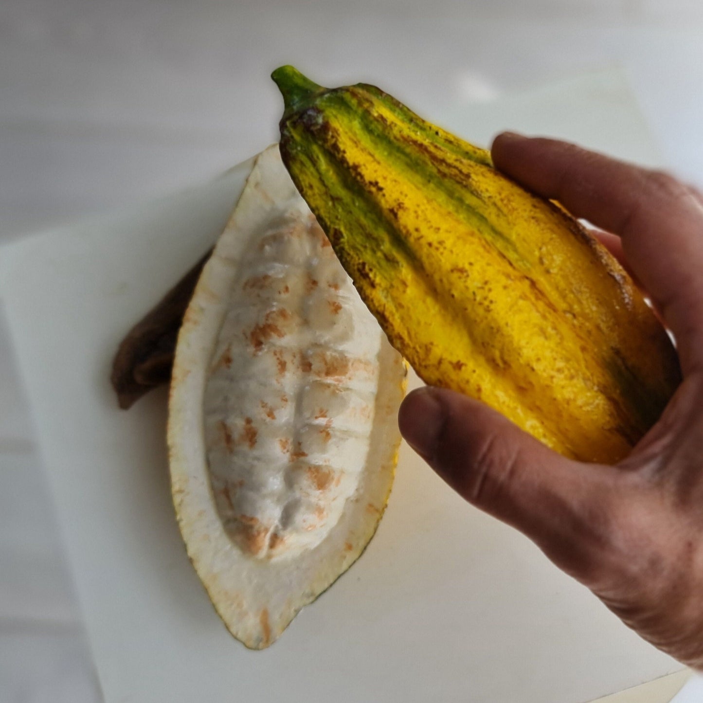 Realistic Fake Cocoa Pod Set: Faux Chocolate Display, Food Photography Prop