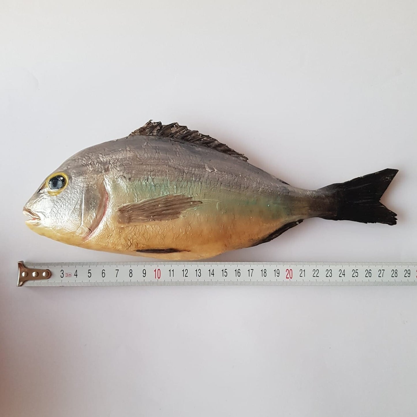 Realistic Faux Gilthead Bream Fish: Restaurant Display, Fisherman Gift