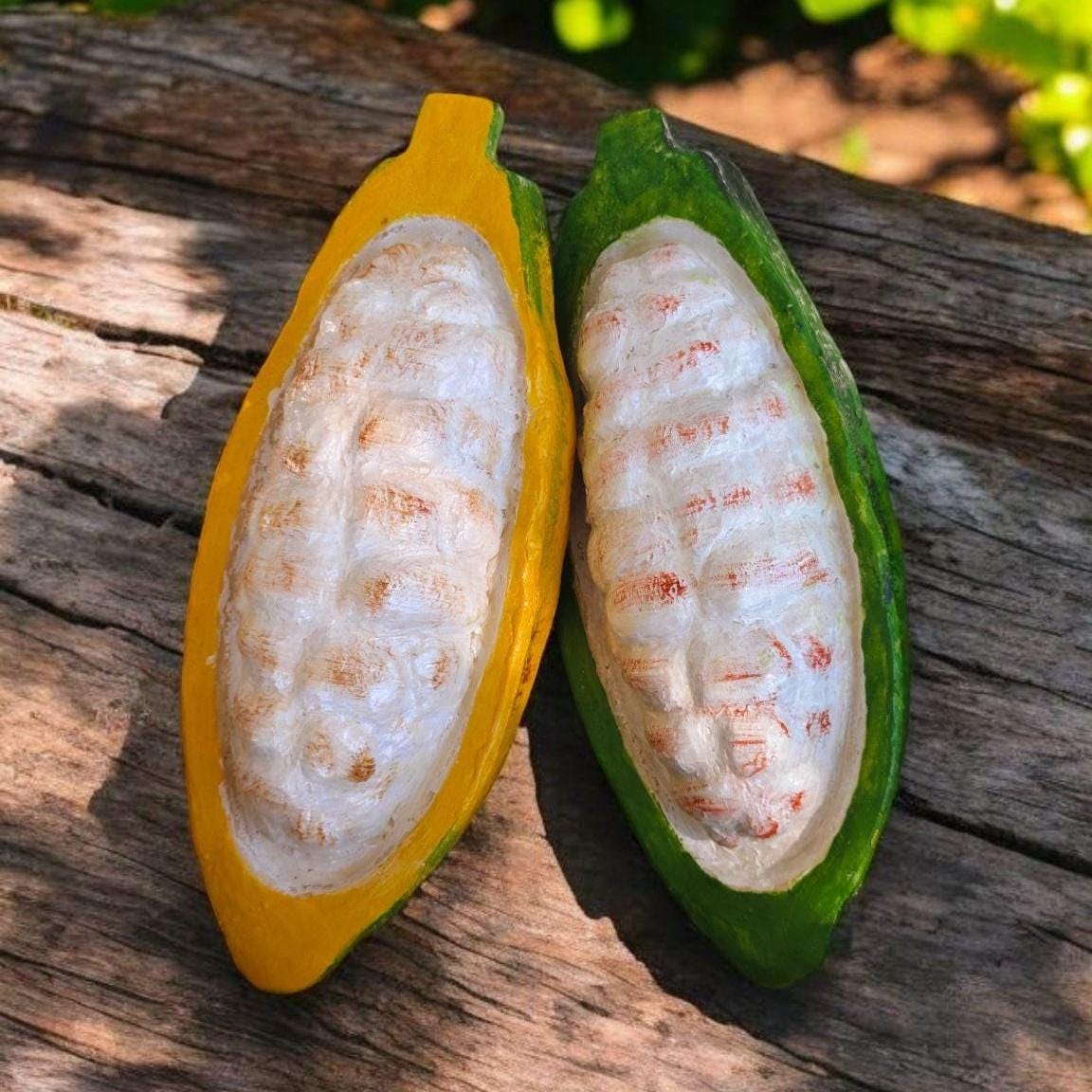 Realistic Fake Cocoa Fruit Replica, Half with Cocoa Beans: Tropical Display Prop
