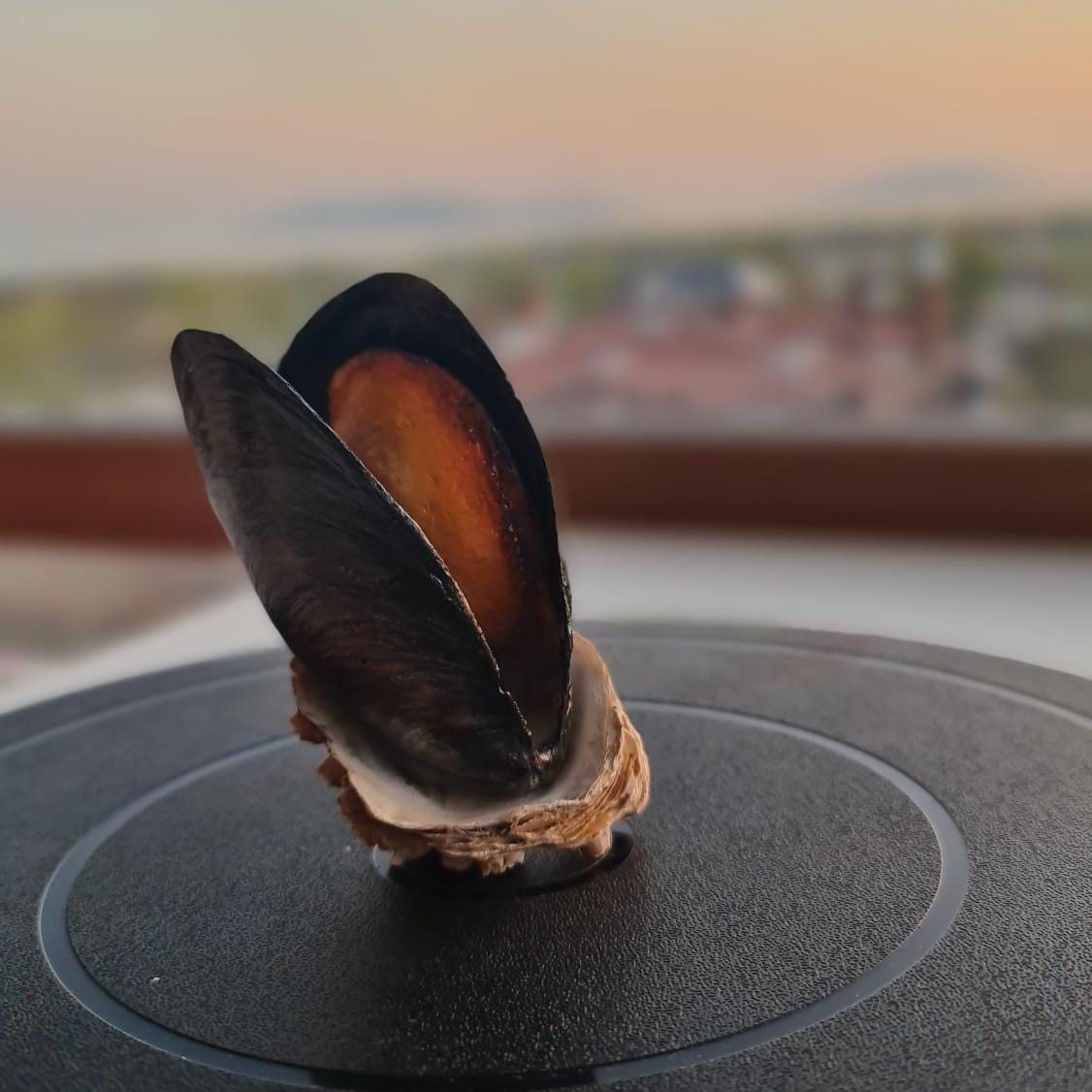 Realistic Fake Black Mussels: Seafood Display Prop - Set of 5