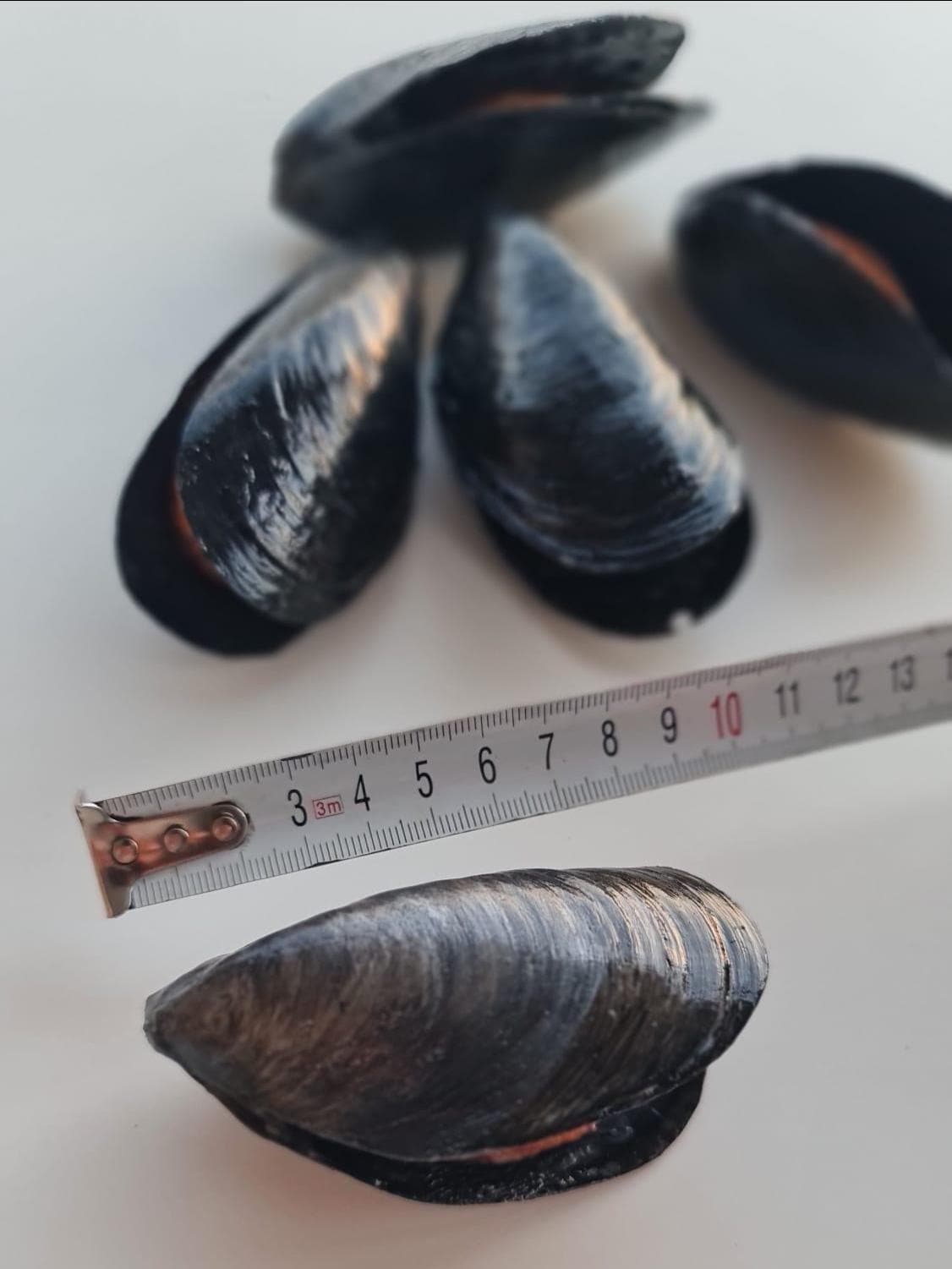 Realistic Fake Black Mussels: Seafood Display Prop - Set of 5