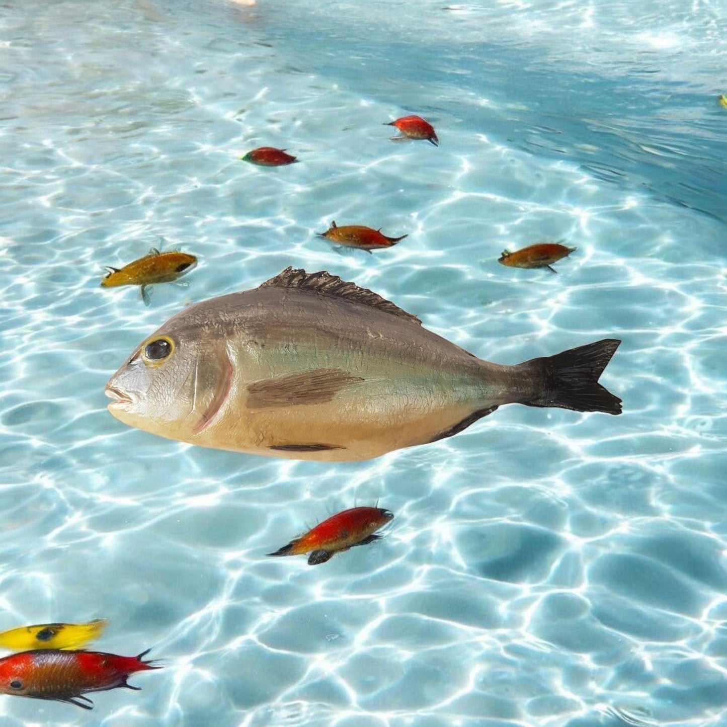 Realistic Faux Gilthead Bream Fish: Restaurant Display, Fisherman Gift