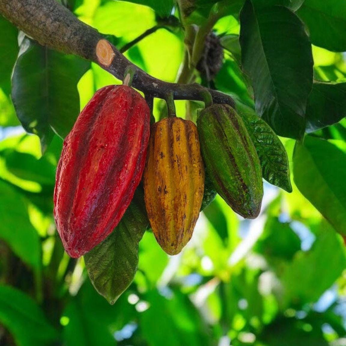 Faux Cocoa Fruit Tree Branch: Tropical Plant Decoration